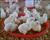 تحقیق اصول پرورش مرغ گوشتی - 80 صفحه